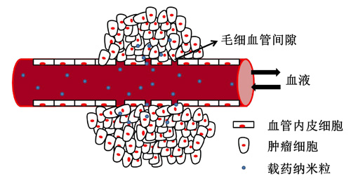 载药纳米粒子被动靶向示意图