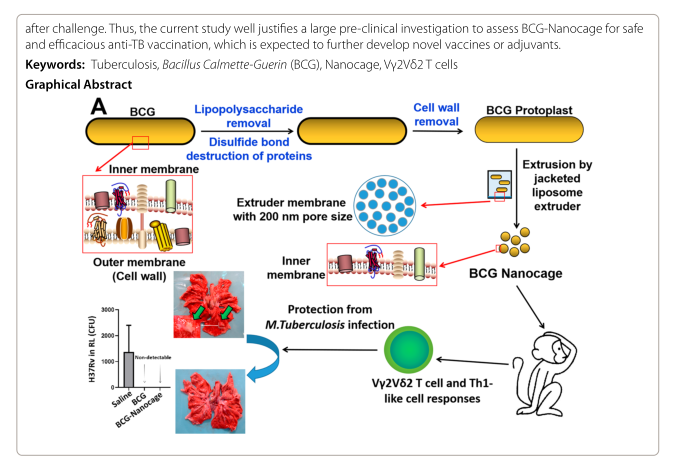  BCG-Nanocage开发概图