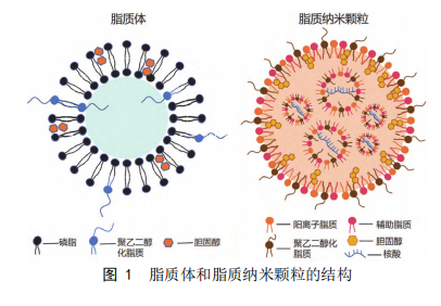 脂质体和脂质纳米粒的结构
