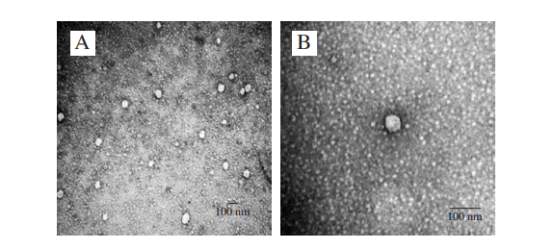 放大倍数为60000×(A)、200000×(B)的透射电子显微镜图 放大倍数为60000×(A)、200000×(B)的透射电子显微镜图
