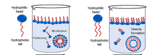 磷脂在水中的分散状态 磷脂在水中的分散状态