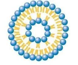 脂质体示意图 脂质体示意图