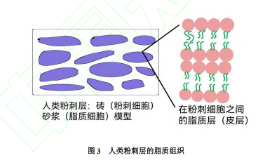人类粉刺层的脂质组织