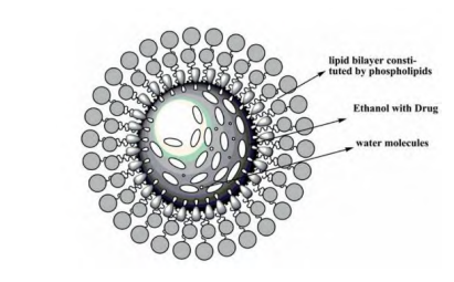 醇质体结构示意图