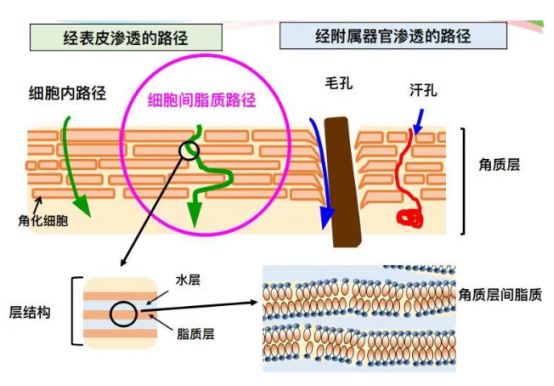 化妆品透皮吸收的路径
