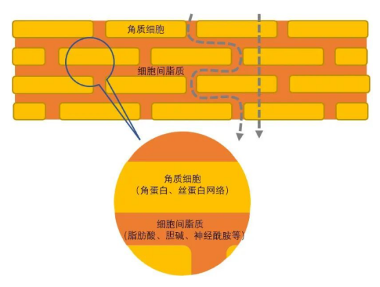 经表皮渗透的路径