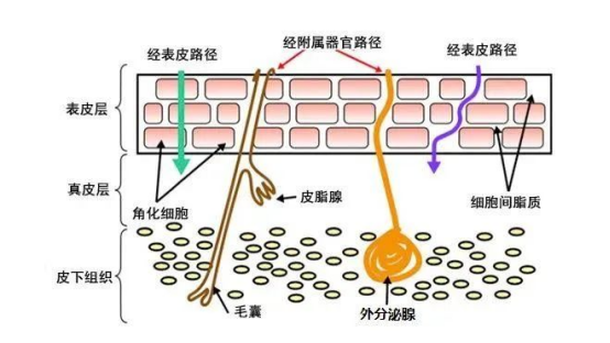经附属器官渗透的路径