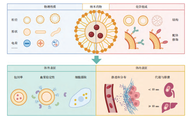 图1 纳米药物的物理化学性质与生物系统之间的相互作用