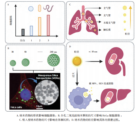 图2 纳米药物的形状、尺寸与生物系统之间的相互作用