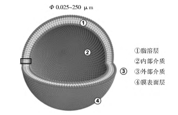 图 2 脂质体结构示意图