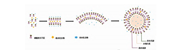 图1 脂质体结构与形成示意图