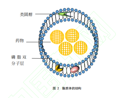 图2 脂质体的结构