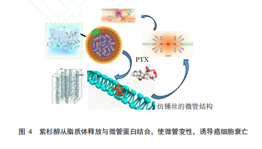 图 4 紫杉醇从脂质体释放与微管蛋白结合，使微管变性，诱导癌细胞衰亡