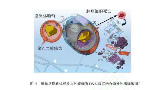 图 5 顺铂从脂质体释放与肿瘤细胞 DNA 双联结合诱导肿瘤细胞凋亡