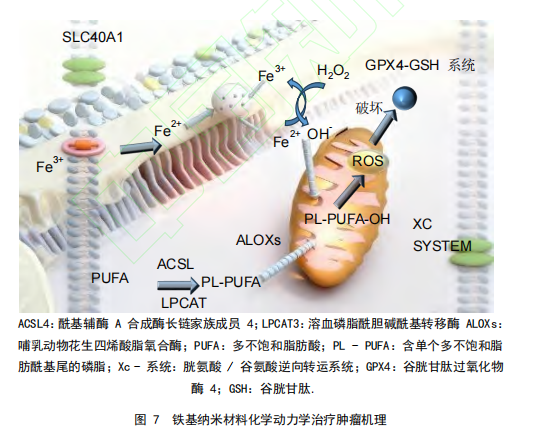 图7铁基纳米材料化学动力学治疗肿瘤机理