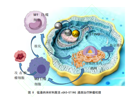 图 8 锰基纳米材料激活 cGAS-STING 通路治疗肿瘤机理