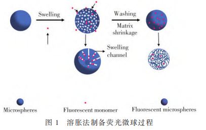 图1　溶胀法制备荧光微球过程